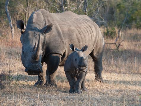 How to Help Save the World’s Endangered Rhinos