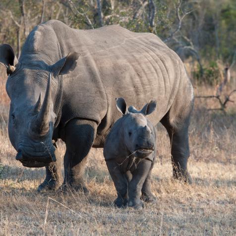 SOUTH AFRICA - 2014/06/04: White rhinoceros or square-lipped rhinoceros (Ceratotherium simum) female with 6 months old baby in the Sabi Sands Game Reserve adjacent to the Kruger National Park in South Africa. (Photo by Wolfgang Kaehler/LightRocket via Getty Images)