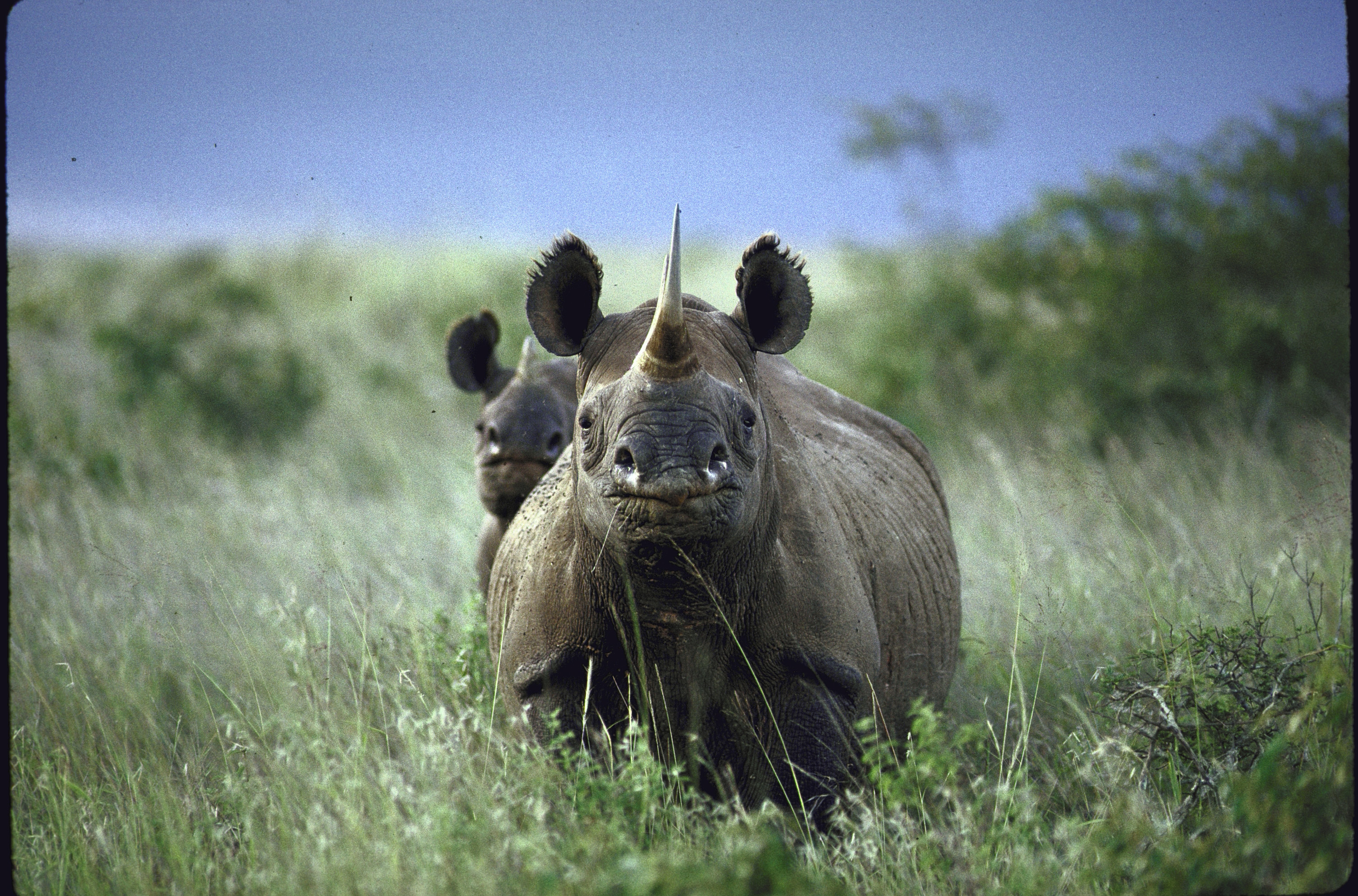 buy rhinoceros 5