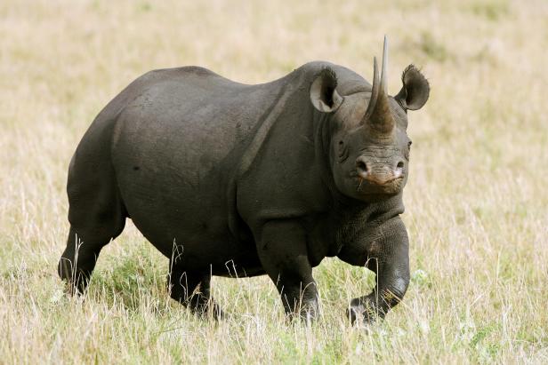 Buy a gold bar – help save a rhino