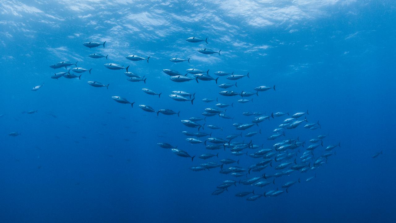 Scientists invent ocean-going robotic fish which blends in with