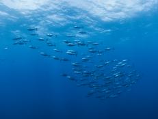 Do we really know how many fish there are in the sea? The short answer is no, but science is bringing us closer to understanding marine populations and maintaining them for future generations.