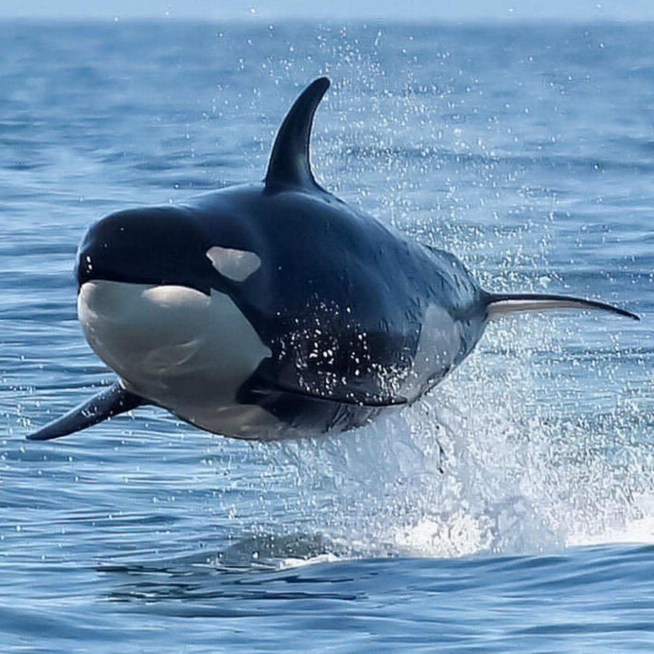 killer whales jumping at night