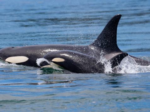 Orcas Earn Their Killer Nickname in Brutal Attacks on Sharks