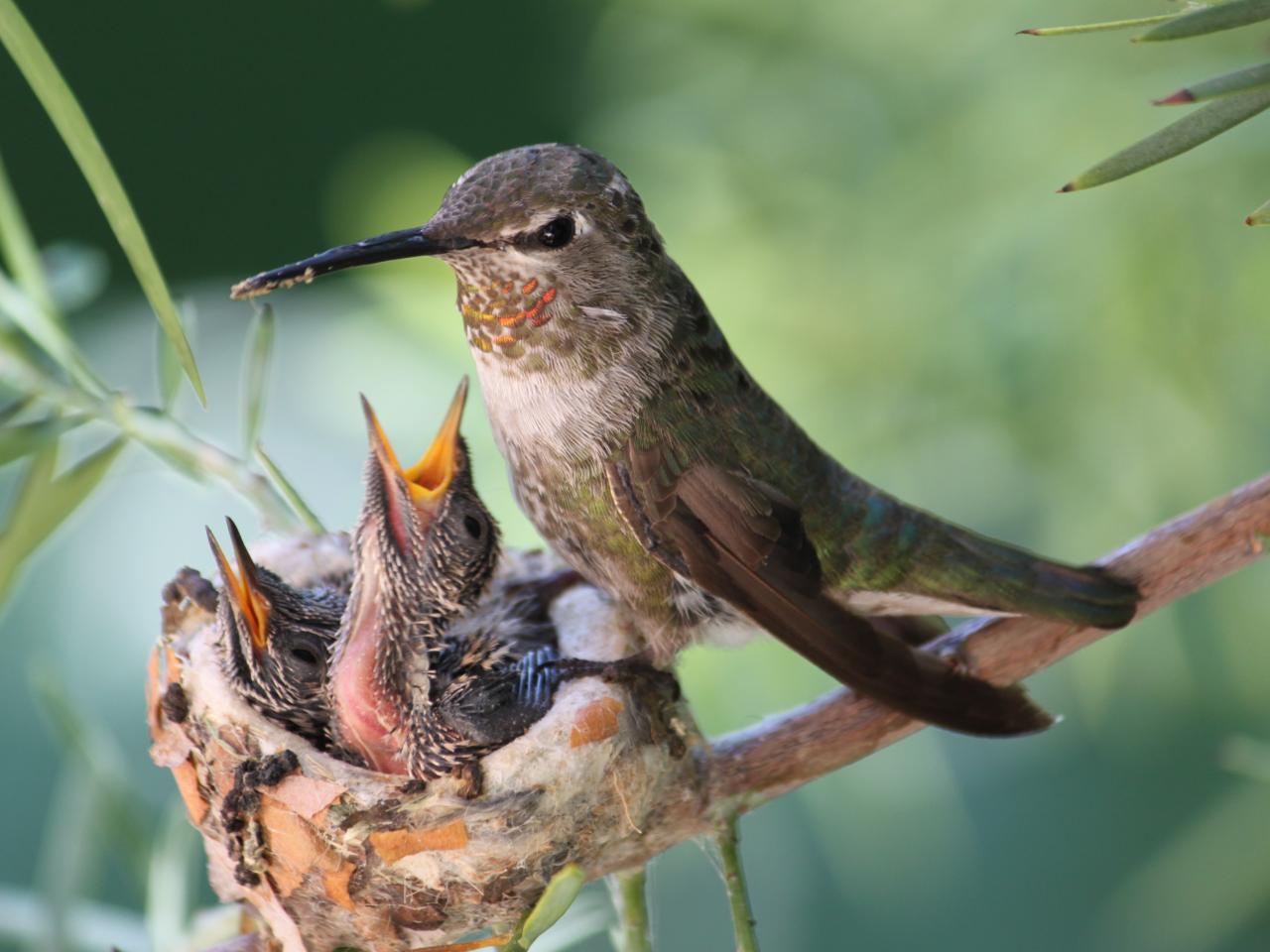 Happy National Hummingbird Day Nature and Wildlife Discovery