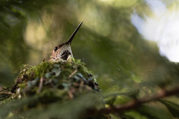 Happy National Hummingbird Day Nature and Wildlife Discovery