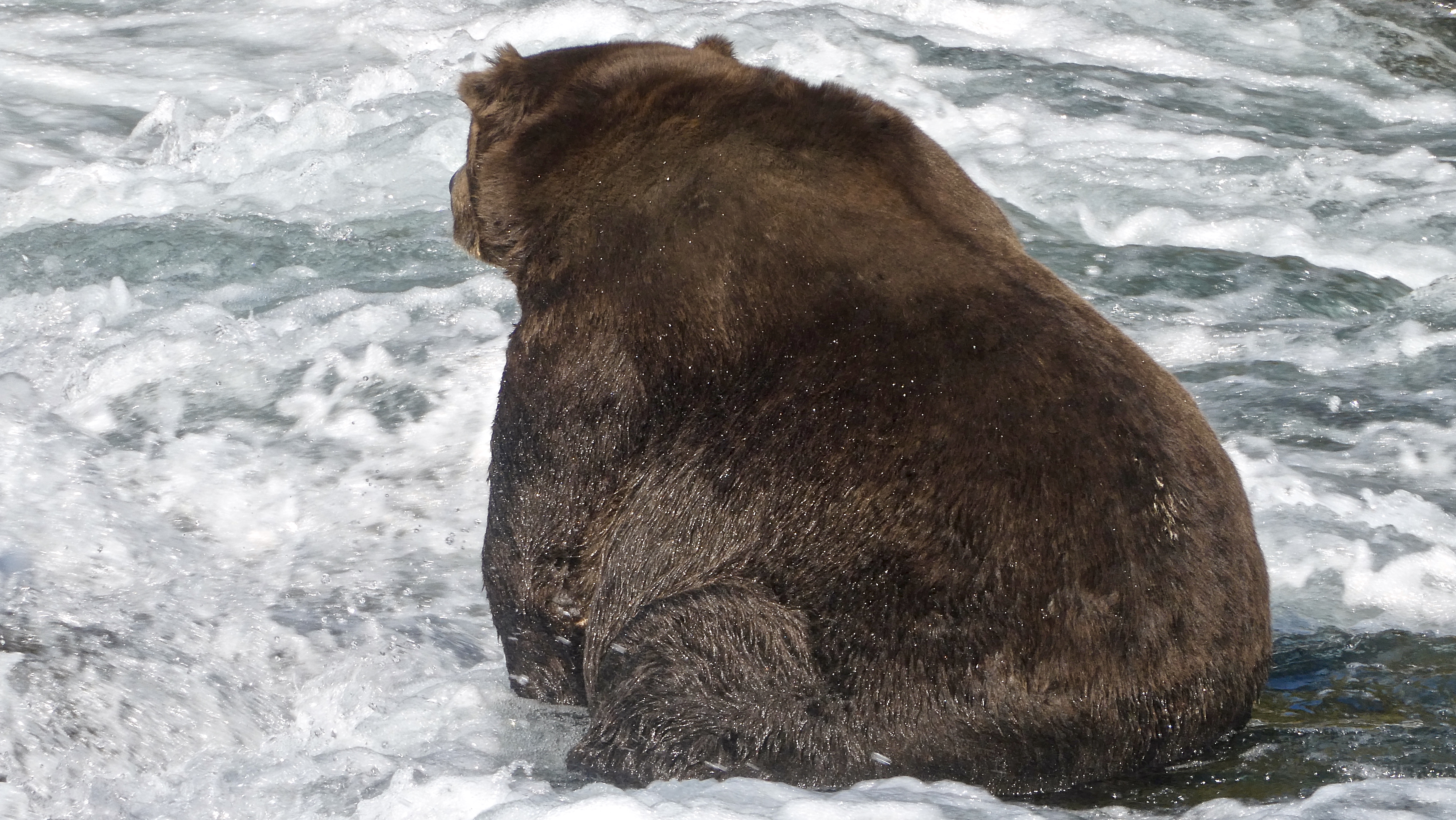 fat bear week fat bear week