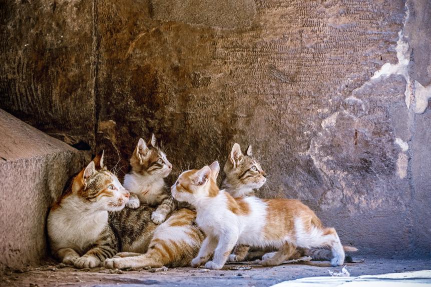 Little kittens are played at the mom's on granite stairs in the mosque