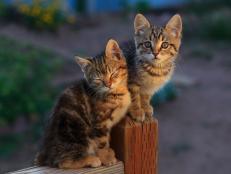 If you stumble upon a kitten or even a whole litter, is it up to us to save them? Best Friends Animal Society offers some advice on what to do if you come across abandoned kittens.
