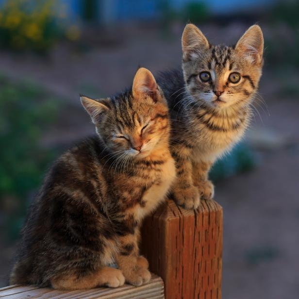 Two cute kittens sit on a porch railing in a backyard.