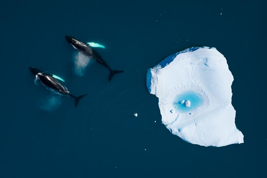 Two Humpback whales are swimming together among icebergs in the arctic ocean, in Ilulissat, Greenland. On the iceberg there is a pool formation due to the ice melting. The picture has been taken with a drone