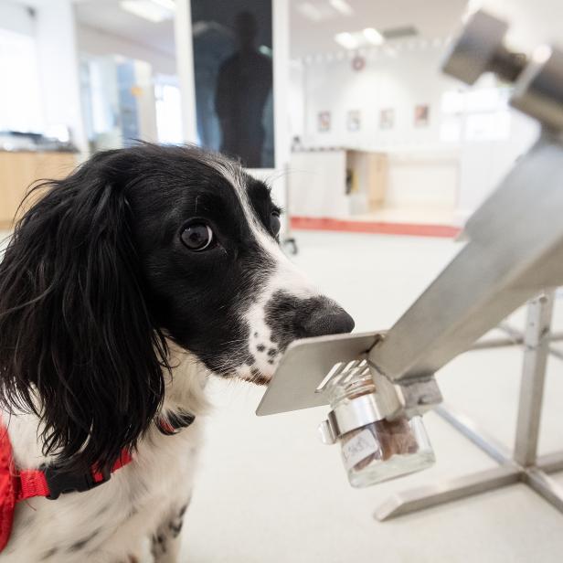 MILTON KEYNES, ENGLAND - MARCH 27: "Freya" correctly detects a sample of malaria from a row of sample pots at the "Medical Detection Dogs" charity headquarters on March 27, 2020 in Milton Keynes, England. The charity is currently working with the London School of Hygiene and Tropical Medicine to test whether the dogs can be re-trained in the next six weeks to provide a rapid, non-invasive diagnosis of the virus. Medical Detection Dogs has successfully trained it's dogs to detect cancer, Parkinson's and bacterial infections, through the sense of smell and is now looking for donations to help cover the costs of the intensive programme. The Coronavirus (COVID-19) pandemic has spread to many countries across the world, claiming over 20,000 lives and infecting hundreds of thousands more. (Photo by Leon Neal/Getty Images)