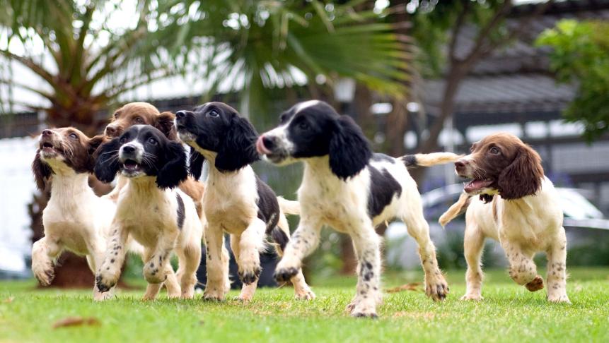 PRETORIA, SOUTH AFRICA - DECEMBER 21:  Spaniel puppies that will soon be trained as sniffer dogs to apprehend criminals play on December 21, 2009 in Pretoria, South Africa. The pups will join Mechem, a company that specialises in training sniffer dogs.  (Photo by Deaan Vivier/Foto 24/Gallo Images/Getty Images)