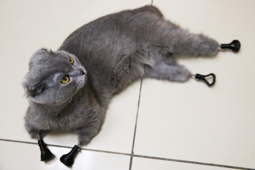 NOVOSIBIRSK, RUSSIA - JANUARY 17, 2020: Cat named Dymka in the veterinary clinic Best where it had a surgery to implant 3D printed bionic prosthetic legs; the cat lost its legs after an ice burn. Kirill Kukhmar/TASS (Photo by Kirill Kukhmar\TASS via Getty Images)