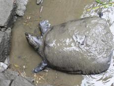 After the 2019 loss of the last confirmed female Swinhoe Softshell Turtle in China, extinction was all but confirmed. But a new discovery gives hope to the species: a female turtle living in a lake in Vietnam.