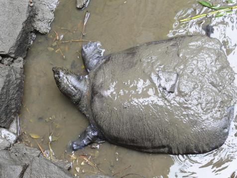 New Discovery May Save Nearly Extinct Turtle Species