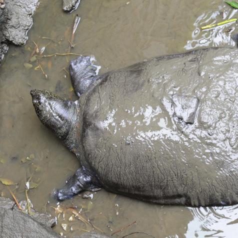 SUZHOU, CHINA - MAY 06: (CHINA OUT) A female Rafetus swinhoei (also known as Yangtze giant softshell turtle) is seen in the mud at Suzhou Zoo on May 6, 2015 in Suzhou, Jiangsu province of China. Organized by Wildlife Conservation Society (WCS), Turtle Survival Alliance (TSA) and China's Institute of Zoology (IOZ), artificial insemination in a pair of the only left one-hundred-year-old Rafetus swinhoei was conducted in southeast China's Suzhou Zoo and gained success which meant that there existing hope to save the world's largest freshwater turtle species. Rafetus swinhoei is an extremely rare species of softshell turtle found in Vietnam and China. Only four living individuals are known and it is listed as critically endangered in the IUCN Red List. (Photo by Visual China Group via Getty Images/Visual China Group via Getty Images)