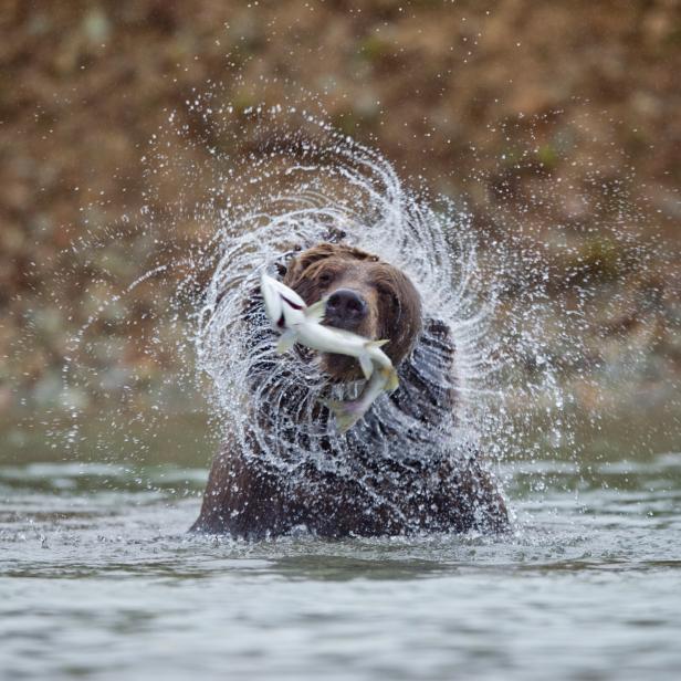 USA, Alaska, Katmai National Park, Grizzly Bear (Ursus arctos) shaking head after catching spawning salmon in stream along Kinak Bay