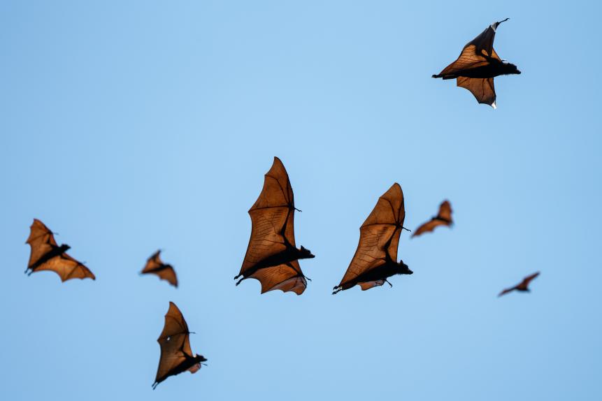Flying foxes flying in the sky at 17 island marine park in Riung, Flores, Indonesia