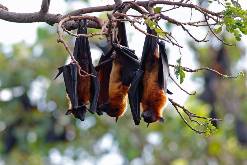 Lyle's flying fox Pteropus lylei Male Bat Sleeps on the tree