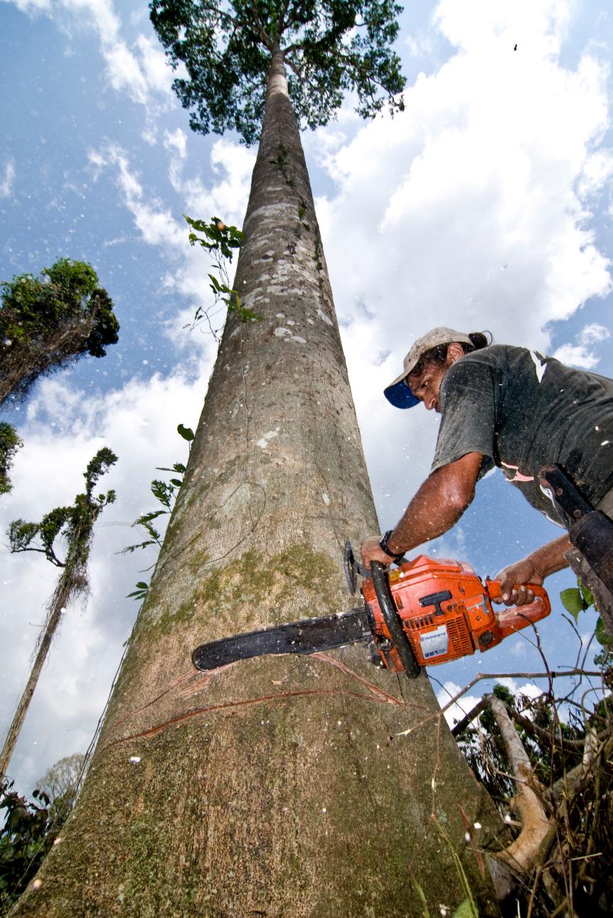 Cutting a Jatoba tree from the forest. The Brazilian Government has announced a record rate of deforestation in the Amazon. Deforestation jumped by 69% in 2008 compared to 2007's twelve months, according to official government data. | Location: Anapu, Para, Brazil.  (Photo by Paulo Fridman/Corbis via Getty Images)