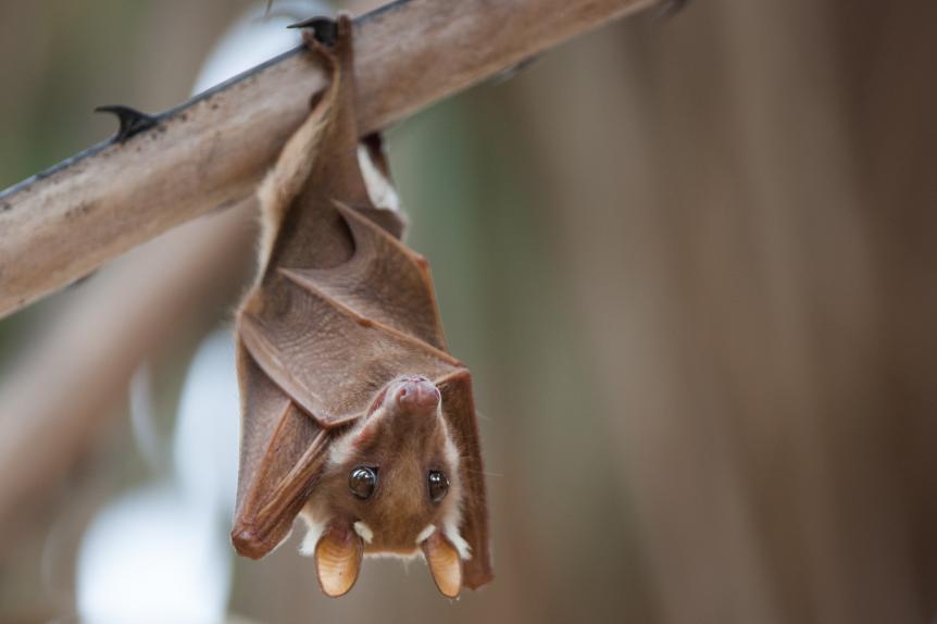 Fruit bat or megabat. Wilderness area. Africa.