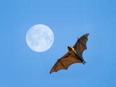 As households in the country ramp up to prepare for Halloween, decorative bats are everywhere – streaming from porches and embellishing spooky front yards. But what about real bats? Our favorite Halloween critter is actually under severe threat.
