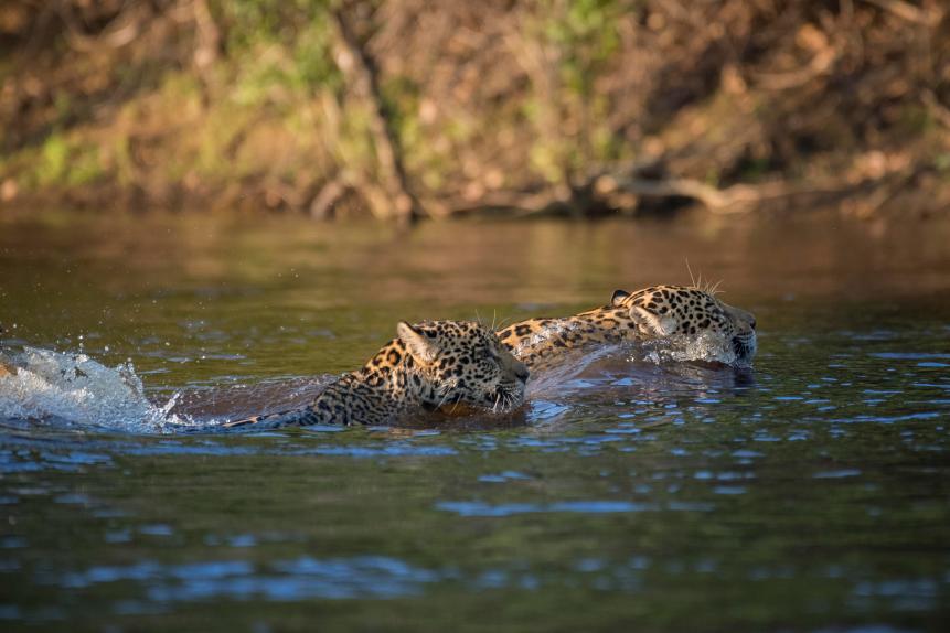 Jaguar (Panthera onca) hält Ausschau, Pantanal, Mato Grosso do Sul, Brasilien, Südamerika