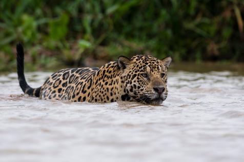 Fish-Eating Jaguars Swim in Brazil's Wetlands, Nature and Wildlife