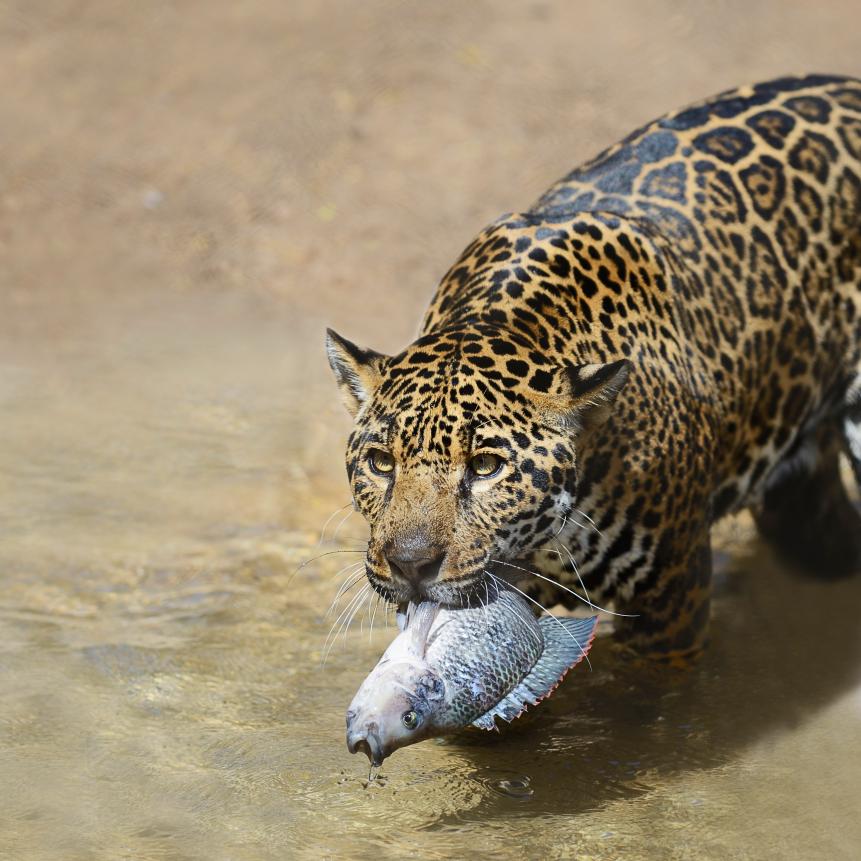 Jaguars will eat any small species that can be caught, including  fish, frogs, mice, birds, sloths and monkeys. They regularly take adult caimans, deer, capybaras, tapirs, peccaries, dogs, and sometimes even anacondas.