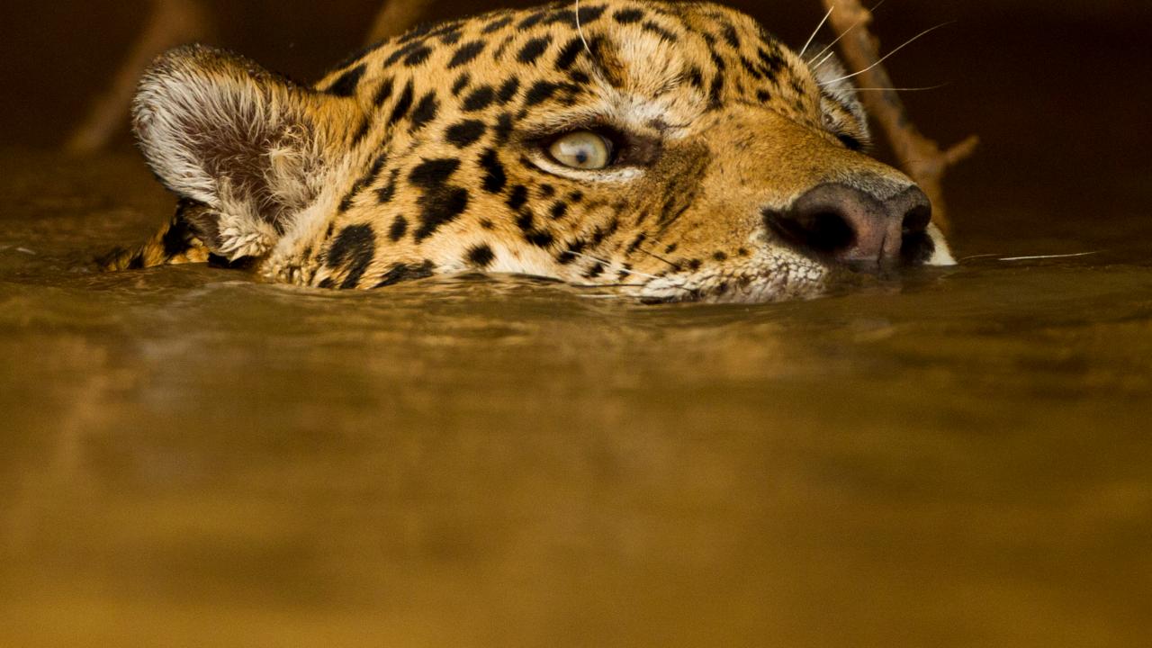 Fish-Eating Jaguars Swim in Brazil's Wetlands, Nature and Wildlife