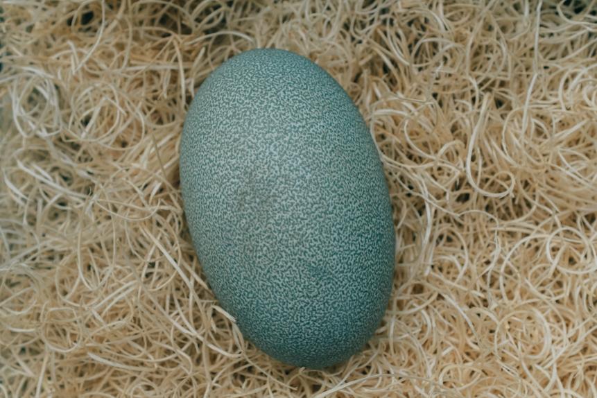 egg of cassowary bird