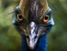 Scientists found cassowary eggshells in New Guinea showing the lethal bird was being domesticated 18,000 years ago.