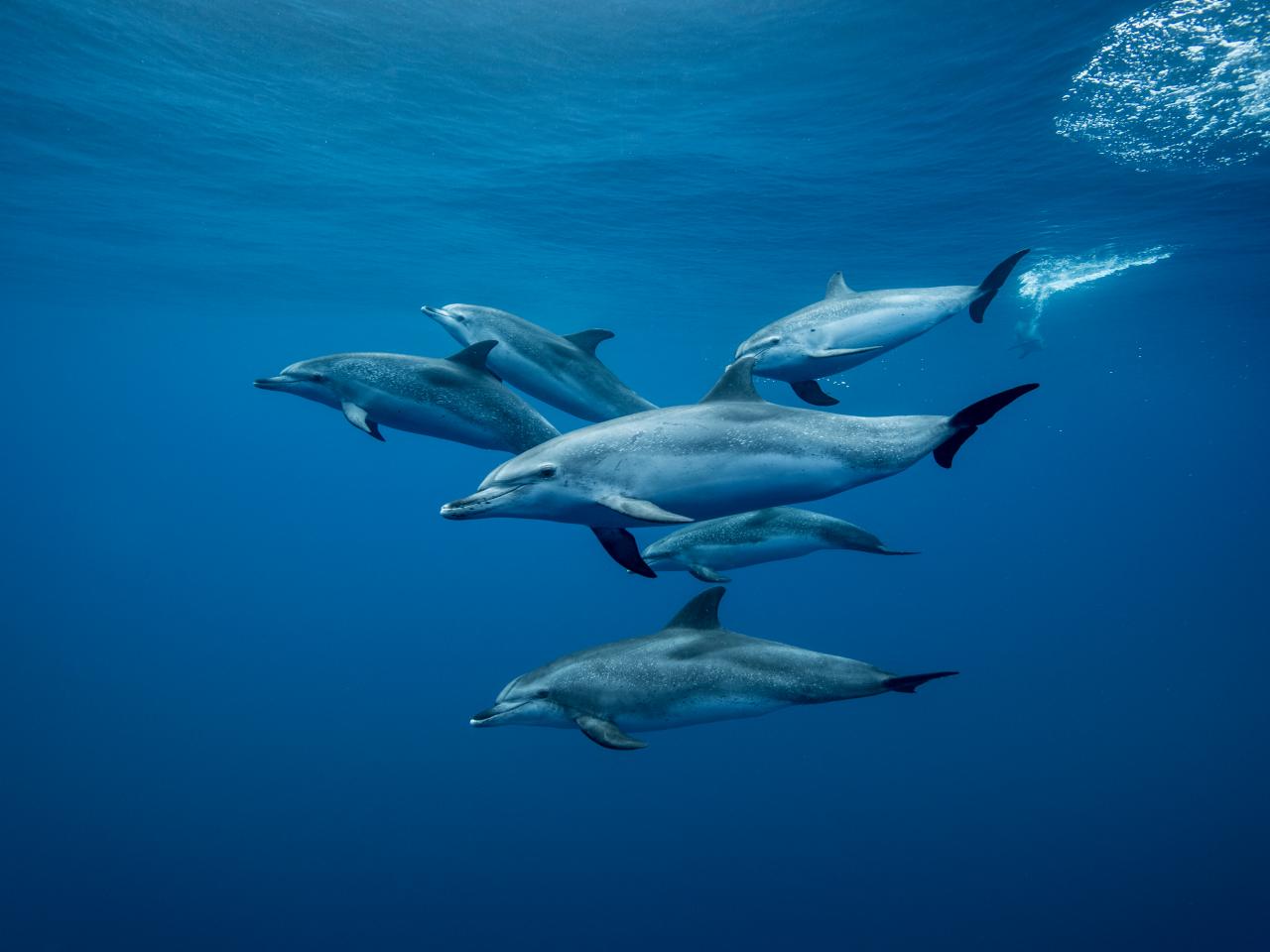 Is This a Dolphin Caught in Hurricane Winds?