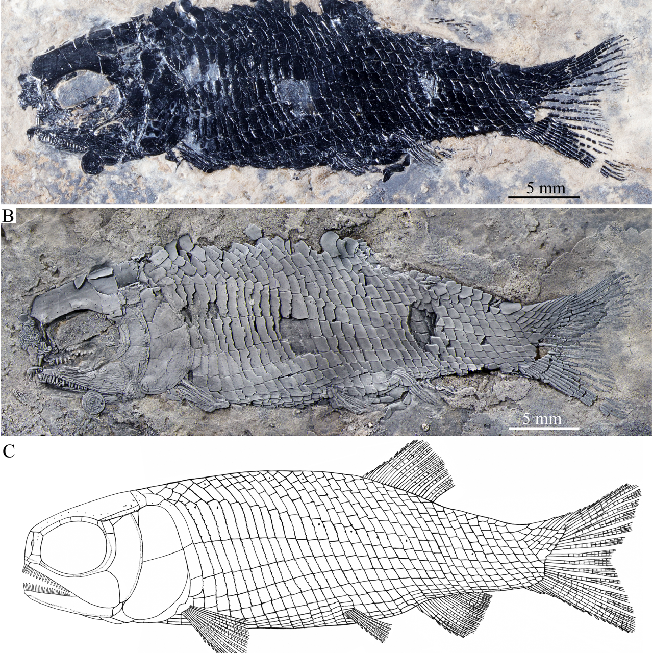 Fish Believed to Have Gone Extinct With Dinosaurs Rediscovered