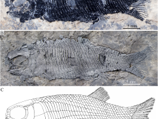 These are the oldest fossils of the extinct bony fish, Peltoperleidus, ever to be found, and the first time Peltoperleidus fossils have been found outside of Europe.