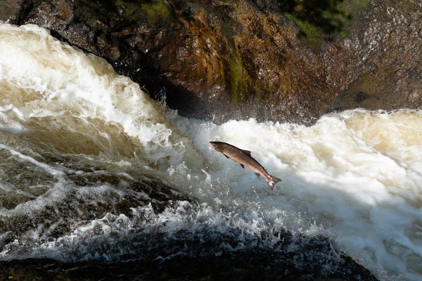 Here a Salmon is leaping the waterfall at Buchanty Spout, Scotland.
Young salmon live in freshwater rivers and pools until theyâ  re between two and four years old. At this stage theyâ  re called smolts, and they leave for the cold waters of the North Atlantic. 
They are returning as adults to spawn, between one and four years later. This is when you're most likely to see them, as they swim upstream, leaping up the fast running waterfalls to the exact stretch of river where they hatched.