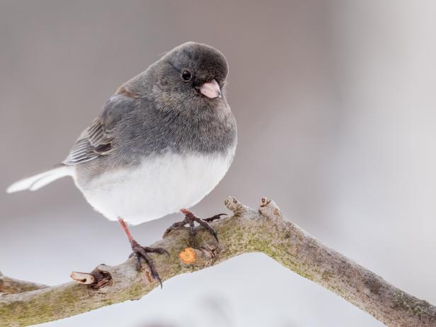 Shape-Shifting Animals Show Adaptation to Warming Planet | Nature and ...