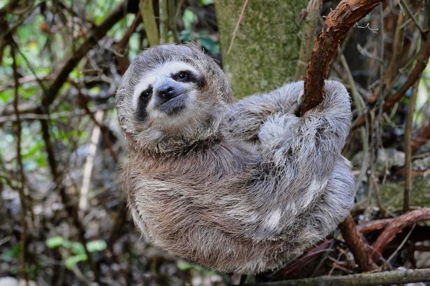 10 Fun Facts about Sloths | Nature and Wildlife | Discovery