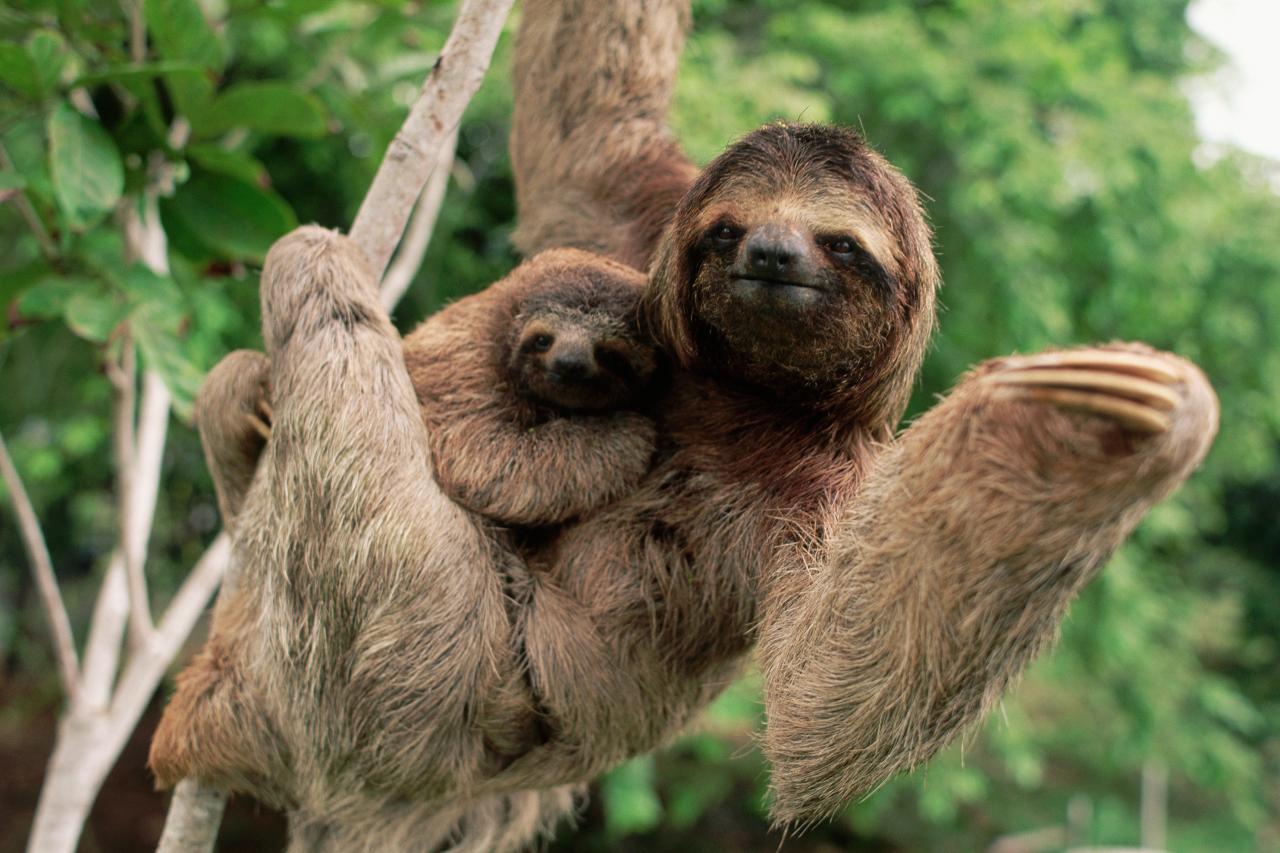fat baby sloths