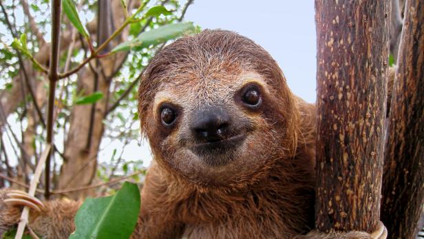 10 Fun Facts about Sloths | Nature and Wildlife | Discovery