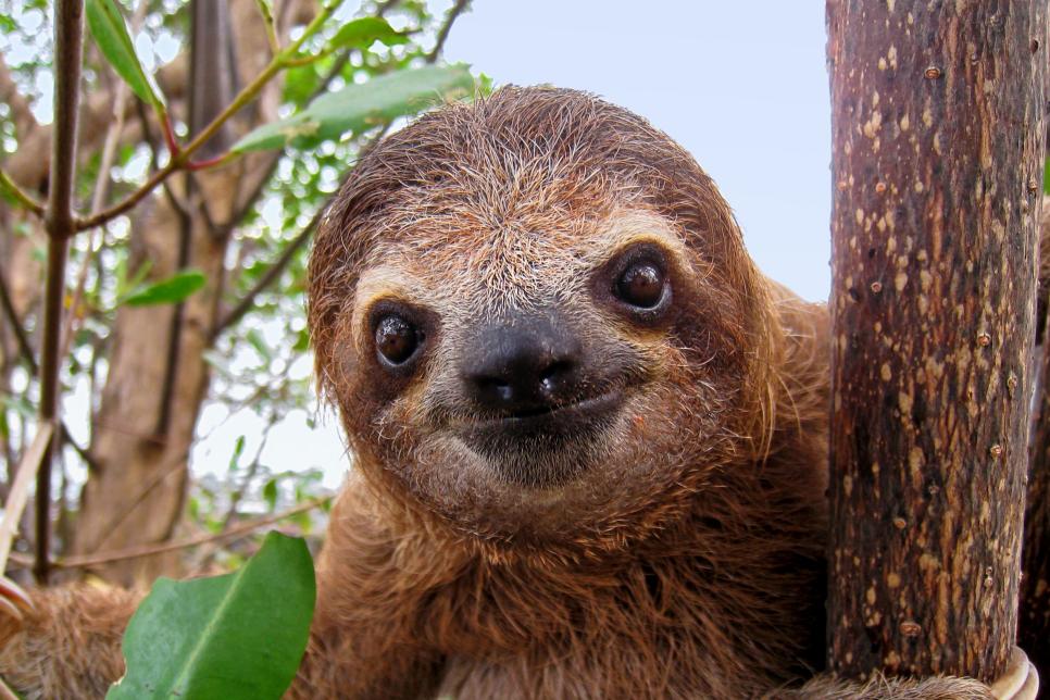 Sloths are the slowest mammals on the planet.