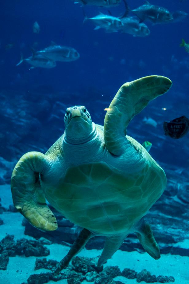 til Ru retning Happy Adoption Day Tank, the Sea Turtle! | Nature and Wildlife | Discovery