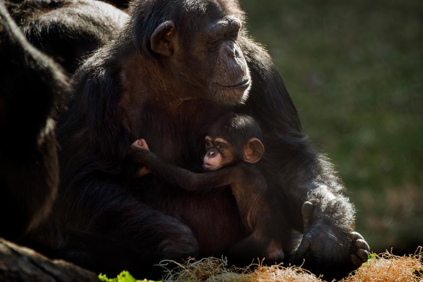 A 4-month-old infant chimpanzee holds tightly to her mom on March 9, 2021, at the St. Louis Zoo.