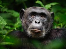 On the last day of September, an unlikely patient received a COVID-19 vaccination. Jimiyu, a 29-year-old male chimpanzee living at Saint Louis Zoo in Missouri, became the first animal at the zoo to receive a dose of Zoetis.