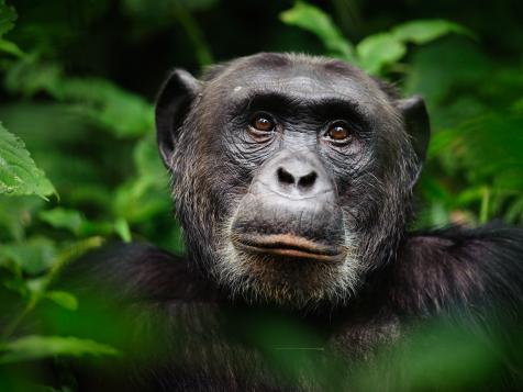 Jimiyu the Chimp Just Got Vaccinated