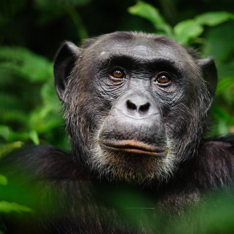 An extreme closeup portrait of the alpha male chimpanzee (Pan troglodytes), Kibale Forest National Park, Uganda.