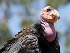The first two instances of asexual reproduction have been confirmed in the California condor species.THE ZOO: SAN DIEGO is streaming on discovery+.