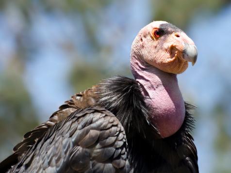 Virgin Births: The First California Condor Chicks Born from Unfertilized Eggs