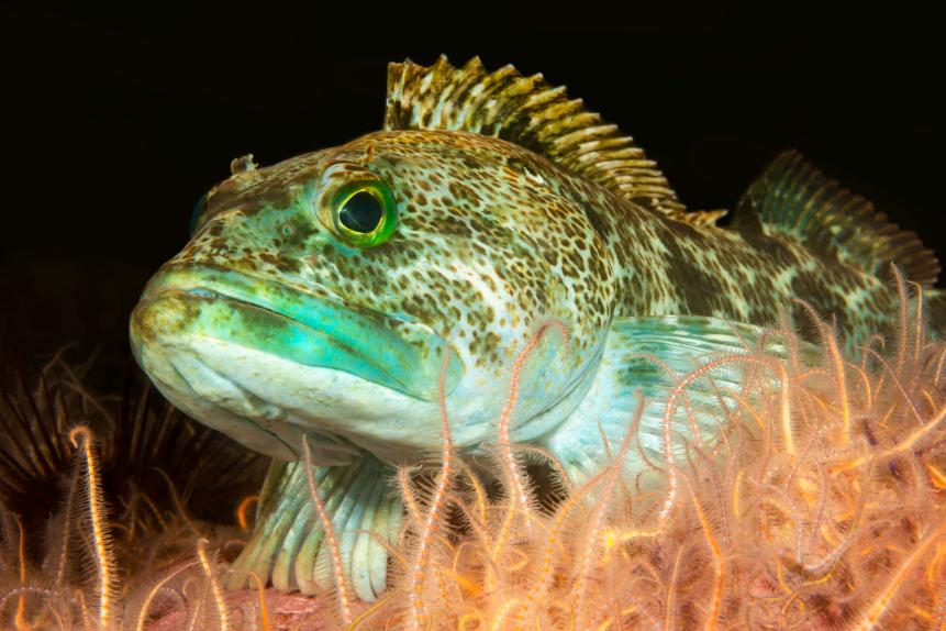 A green lingcod rests in a bed of brittle stars in the waters of California's Channel Islands.